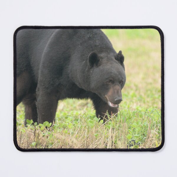Item preview, Big Bore black Bear in soybean Field designed and sold by Jeff Ore.