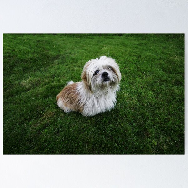 Item preview, Cute Shih Tzu in the grass designed and sold by Donncha O Caoimh.