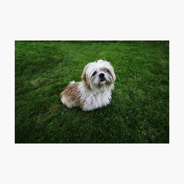 Item preview, Lindo Shih Tzu en la hierba designed and sold by Donncha O Caoimh.