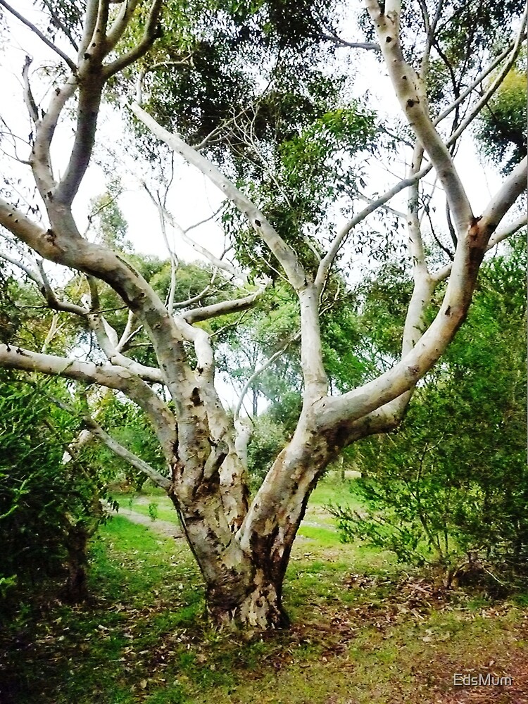 "Sugar Gum Tree at Farm Koroit, Vic. Australia" by EdsMum Redbubble