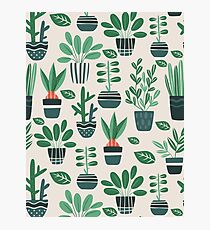 Potted Plants Photographic Print