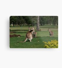 Kangaroos Metal Print