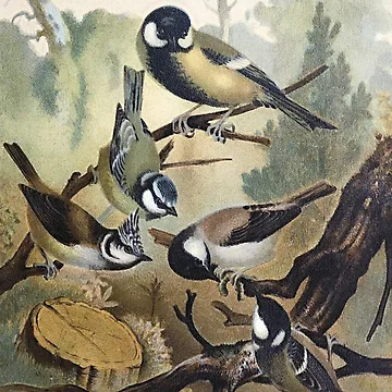 Artwork thumbnail, Titmice by RTP-Studio