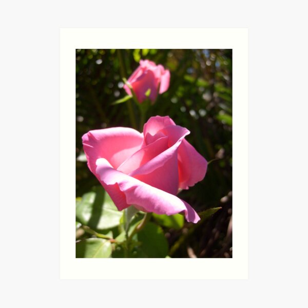 Rose #1 Art Print