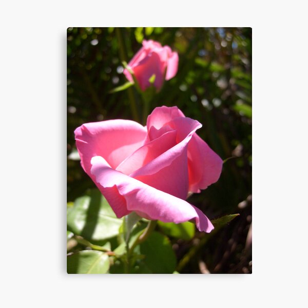 Rose #1 Canvas Print