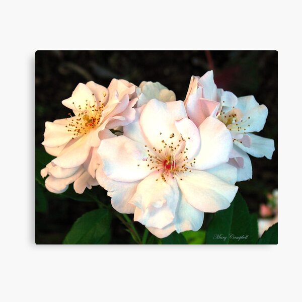 Old Fashioned Roses Canvas Print