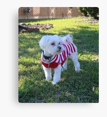 Dog Canvas Print