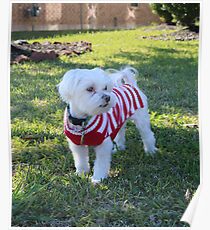 Dog Poster