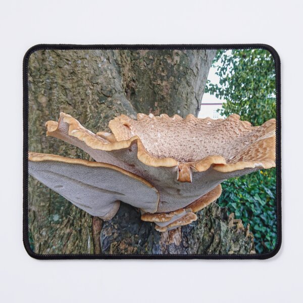 Item preview, Giant Fungi - Fowey, South Cornwall designed and sold by Marilyn Harris.