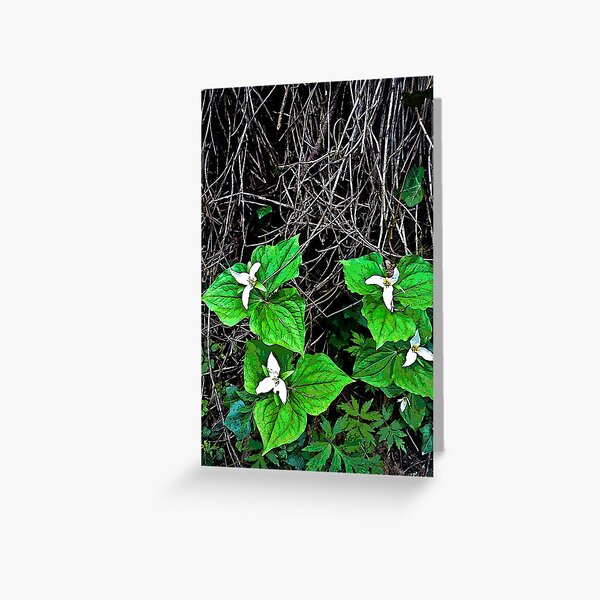 trilliums Greeting Card