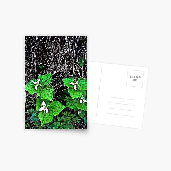 trilliums Postcard