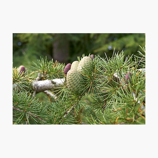 Item preview, Fresh Pine Cones designed and sold by Simon1965.