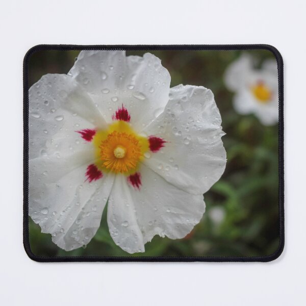 Item preview, White Rockrose (Cistus corbariensis) designed and sold by Marilyn Harris.