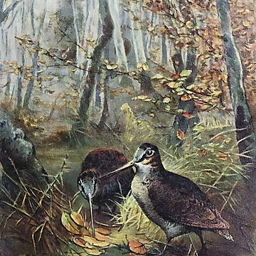 Artwork thumbnail, Woodcocks by RTP-Studio