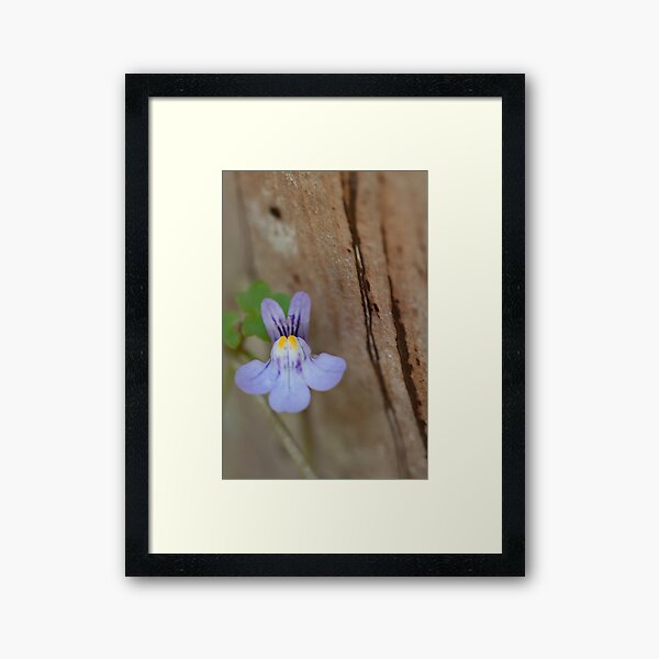 Native Violet Framed Art Print