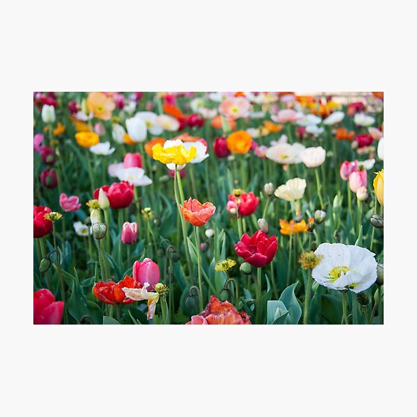 Tulips Photographic Print