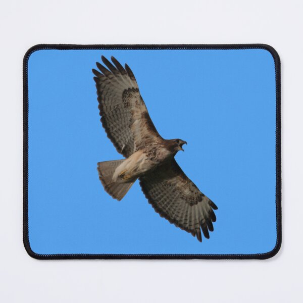 Item preview, Hawk Squawk! designed and sold by StevenElliot.