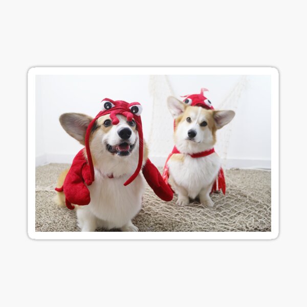Lobster Corgi Sticker