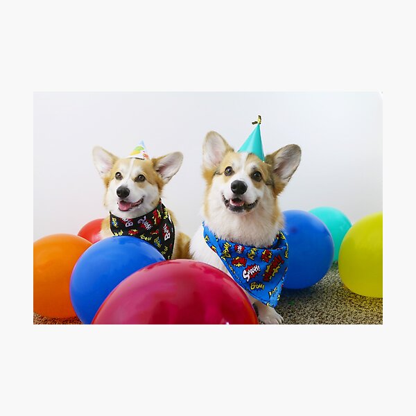 Birthday Corgs Photographic Print