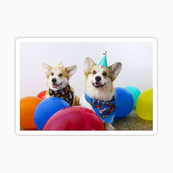 Birthday Corgs Sticker
