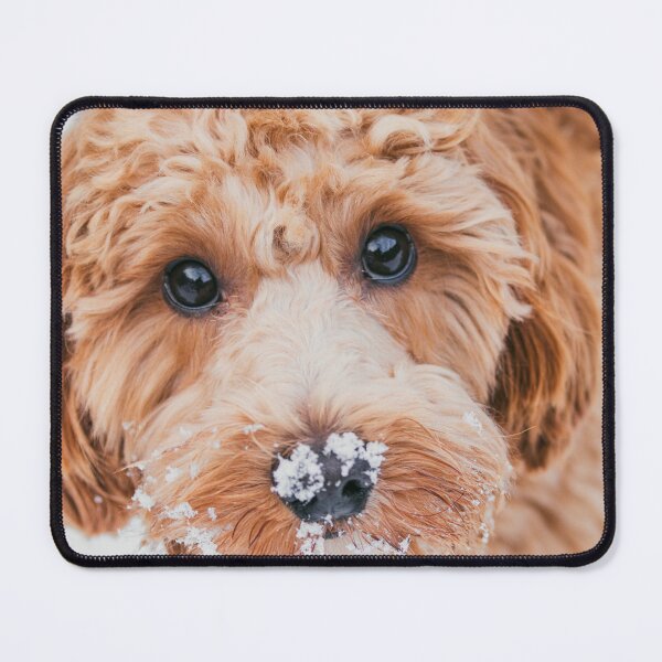 Item preview, Cavapoo in the snow designed and sold by AYatesPhoto.