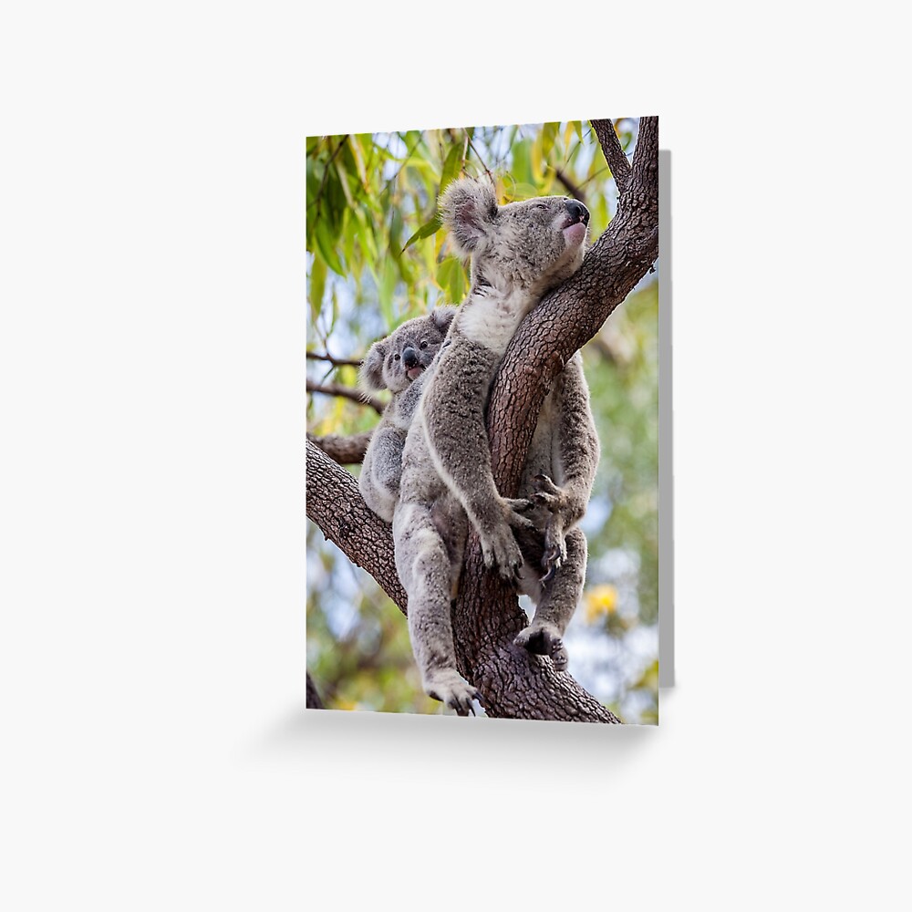 Mum's having a snooze Greeting Card