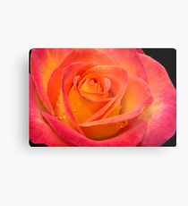 Two-tone Rose Metal Print