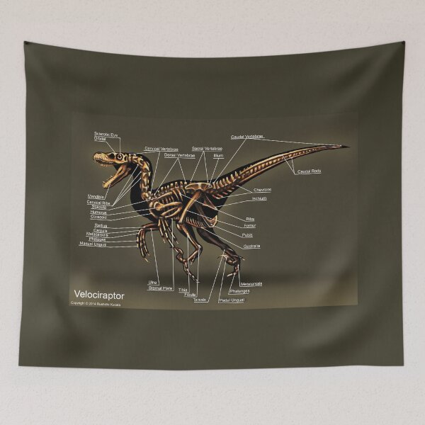 Item preview, Velociraptor Skeleton Study designed and sold by Thedragonofdoom.