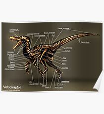 Velociraptor Skeleton Study Poster