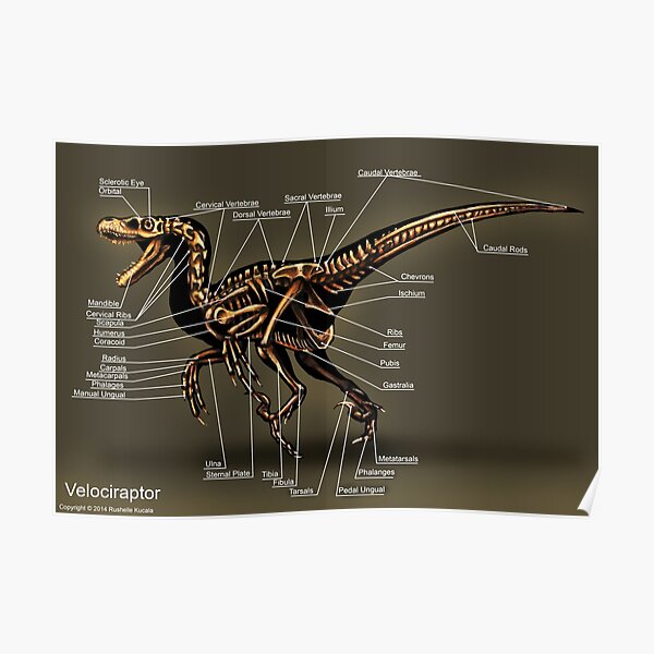 Velociraptor Skeleton Study Poster