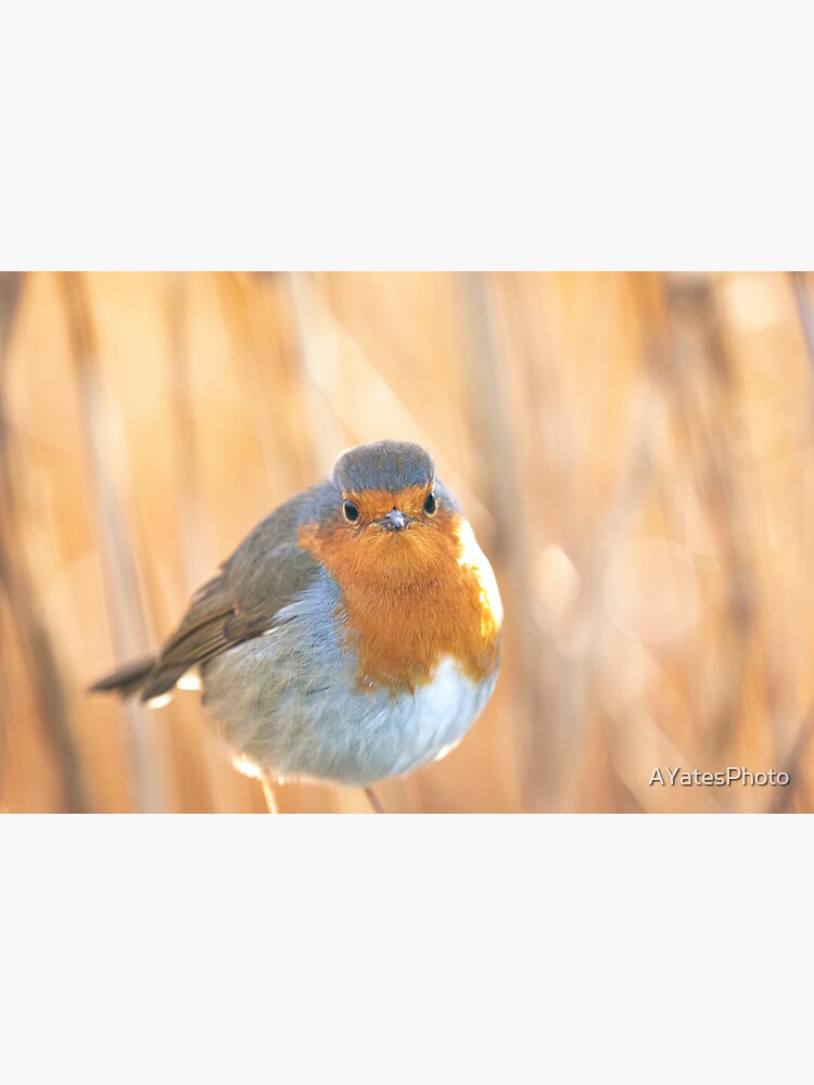 Thumbnail 3 of 3, Sticker, Robin in golden light designed and sold by AYatesPhoto.