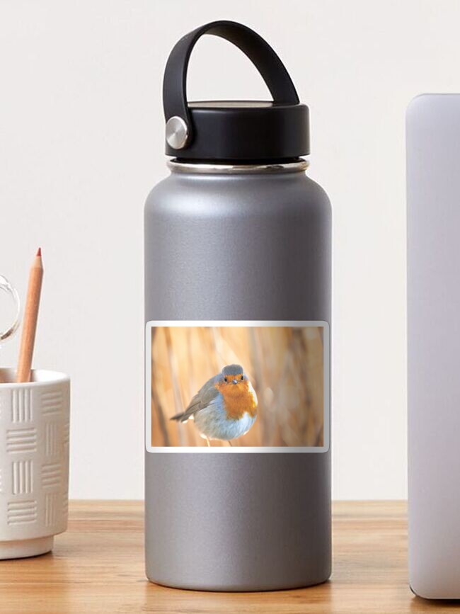 Thumbnail 1 of 3, Sticker, Robin in golden light designed and sold by AYatesPhoto.