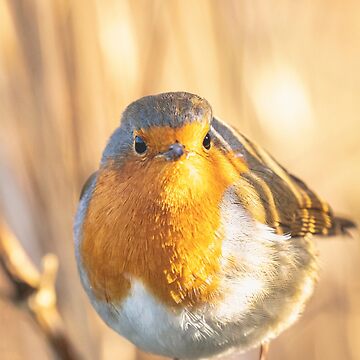 Artwork thumbnail, Robin portrait in golden light by AYatesPhoto