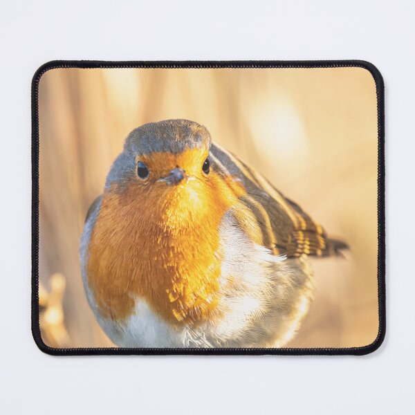 Item preview, Robin portrait in golden light designed and sold by AYatesPhoto.