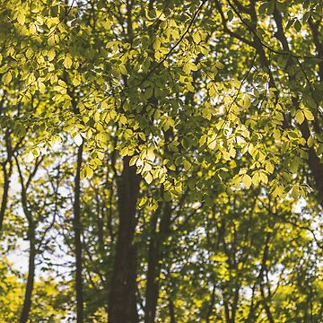 Artwork thumbnail, Summer foliage by AYatesPhoto