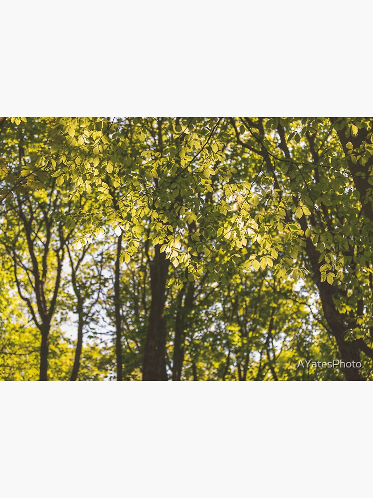 Artwork view, Summer foliage designed and sold by AYatesPhoto