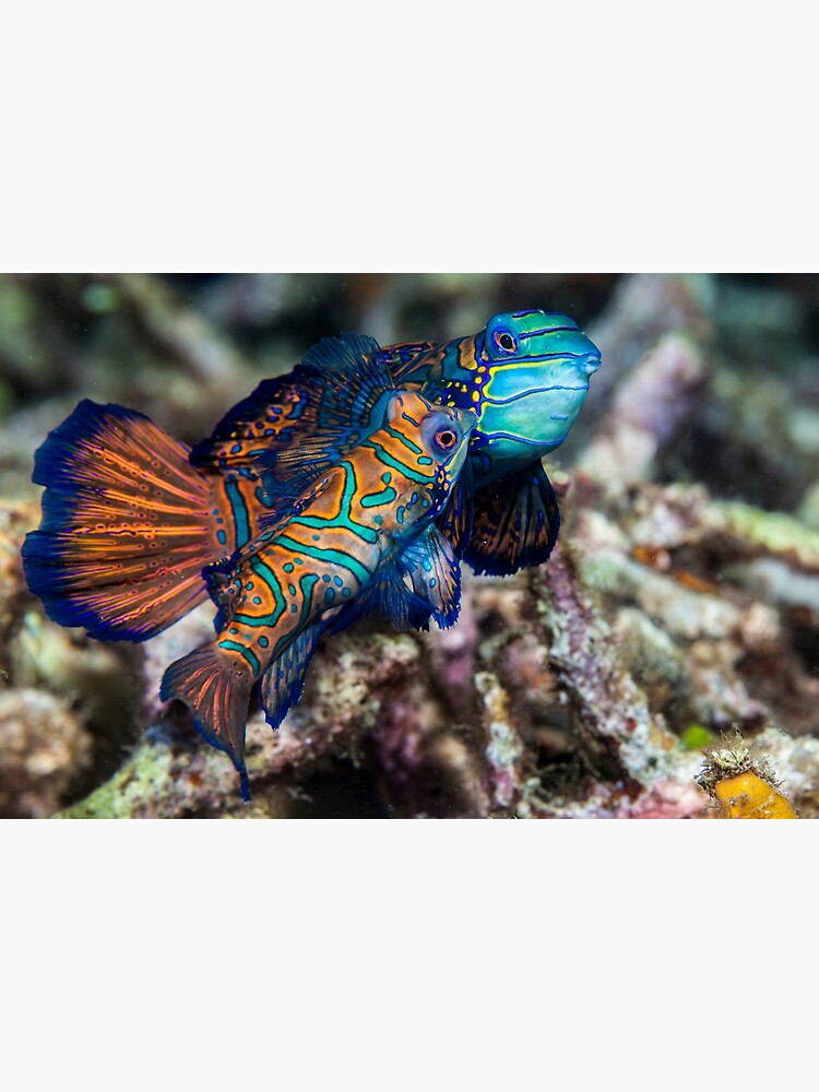 Gentle kiss by DavidWachenfeld