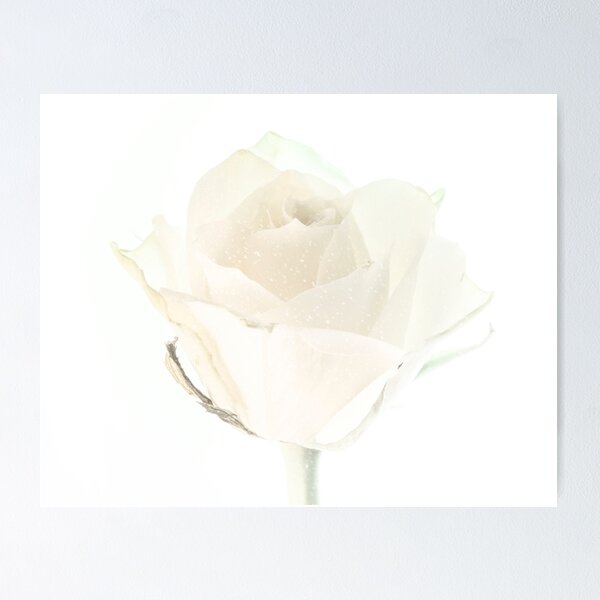 Item preview, Winter Rose designed and sold by Anne Christie.
