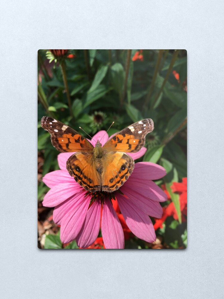 Good Morning Butterfly Metal Print By Ariasunshine Redbubble