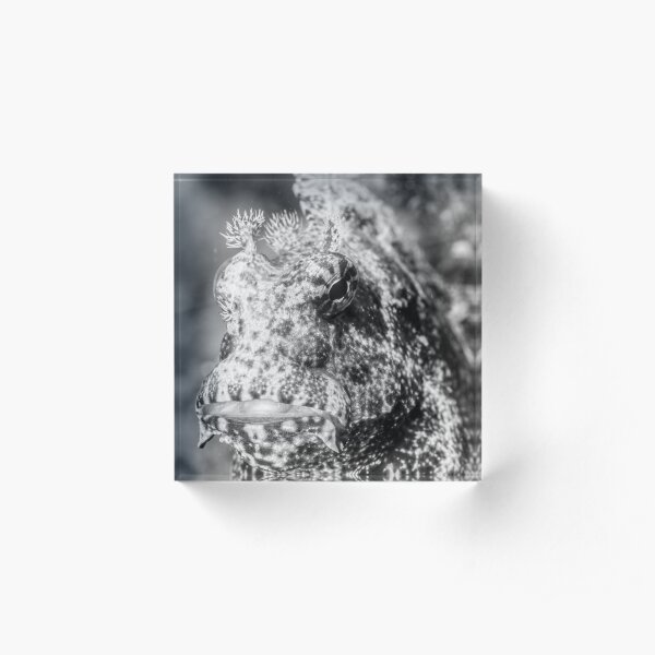 Eyebrow blenny Acrylic Block