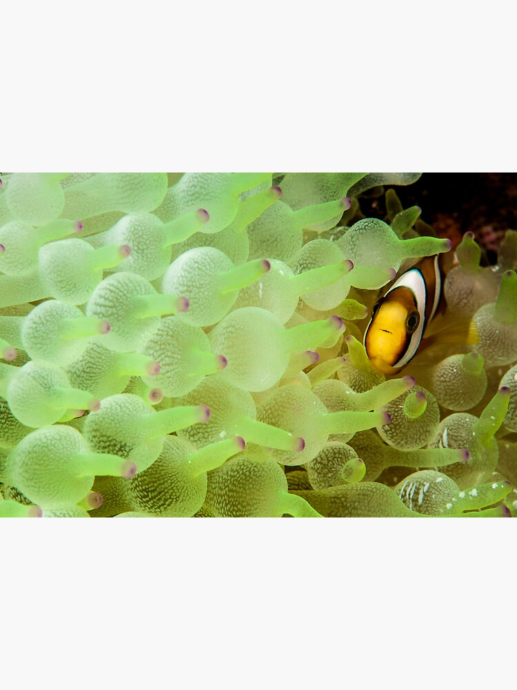 Home among the bubbles by DavidWachenfeld