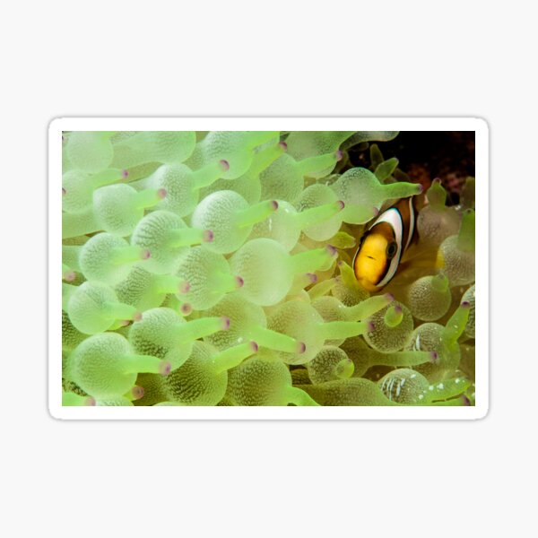 Home among the bubbles Sticker