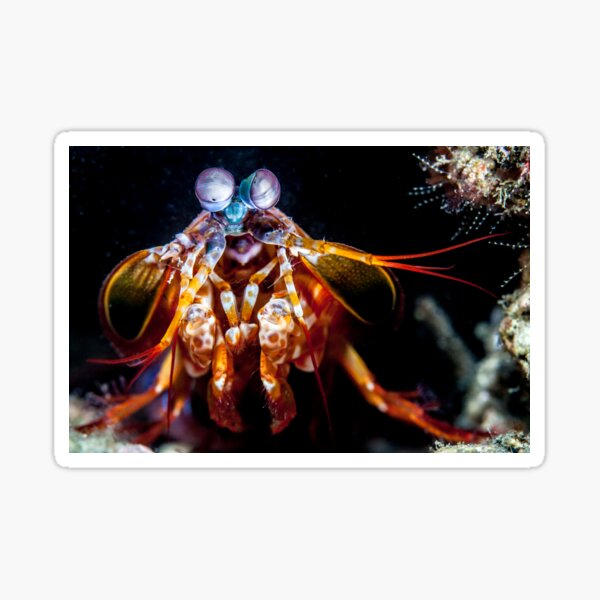 Assassin in the dark Sticker
