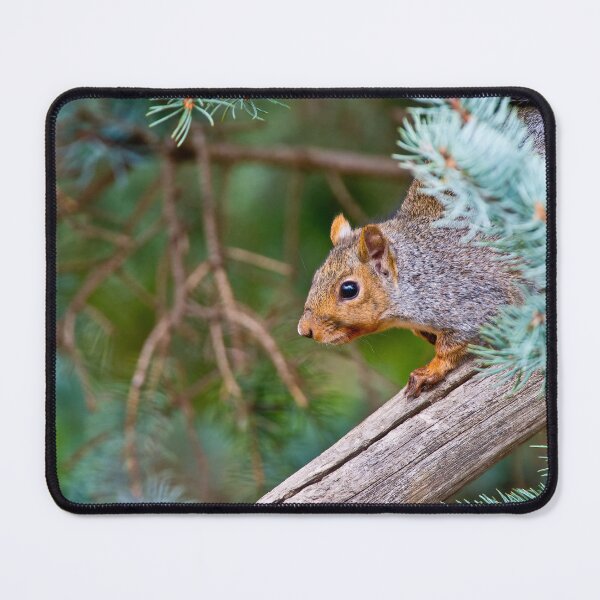 Item preview, Gray Squirrel designed and sold by Michael Cummings.