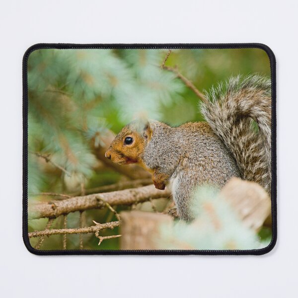 Item preview, Grey Squirrel designed and sold by Michael Cummings.