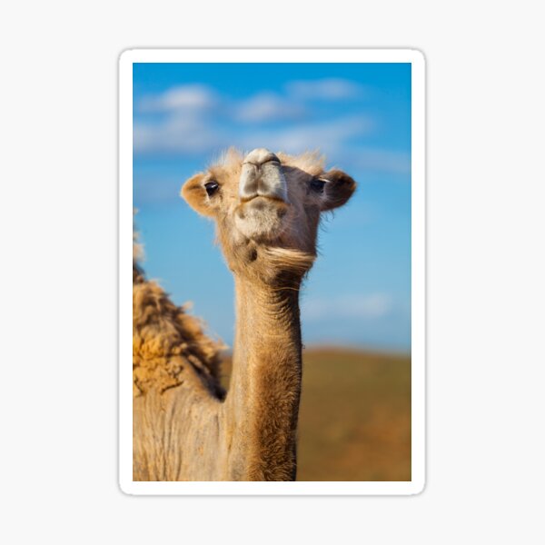 Item preview, Camel in the Gobi Desert, Mongolia designed and sold by jennyjones.