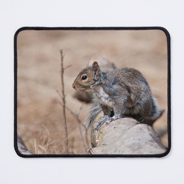 Item preview, Gray Squirrel designed and sold by Michael Cummings.