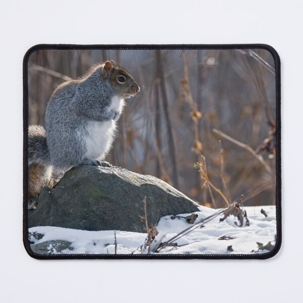 Item preview, Gray Squirrel designed and sold by Michael Cummings.