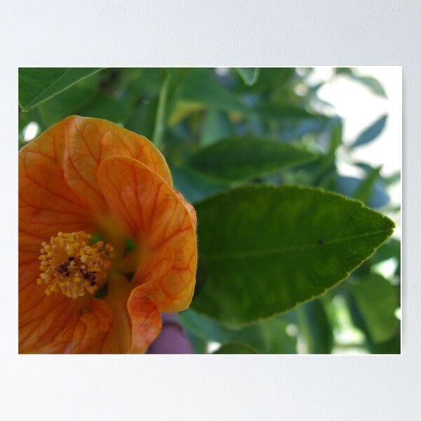 Item preview, Orange! designed and sold by MissA.