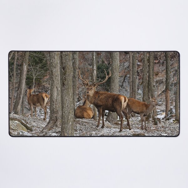 Item preview, Elks In The Woods designed and sold by Michael Cummings.